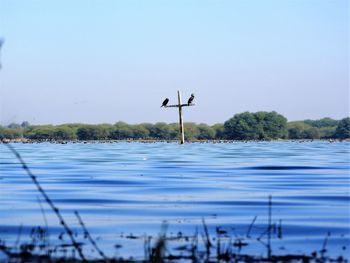 Bird on lake against clear sky