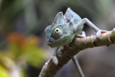 Close-up of lizard