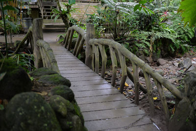 Plants and trees by water
