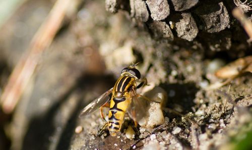 Close-up of insect on leaf