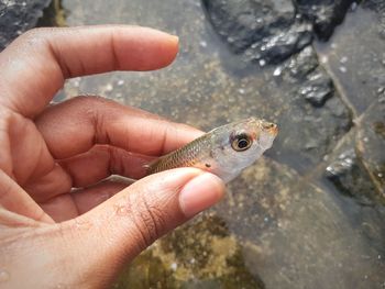 Close-up of hand holding fish