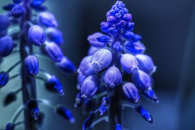 Close-up of purple flowering plants