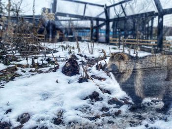 View of sheep on snow covered land