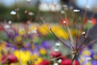 Close-up of flowers blooming outdoors