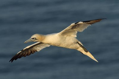 Close-up of bird flying over sea