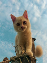 Portrait of cat looking at camera against sky