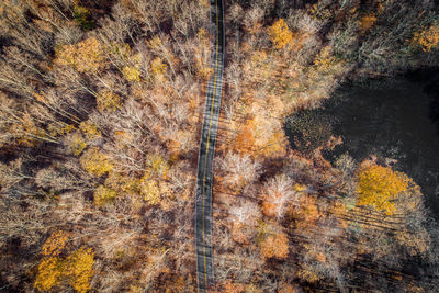 Pine trees in forest during autumn