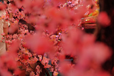 Close-up of cherry blossom during autumn