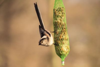 Close-up of bird on feeder