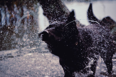 Close-up of dog splashing water