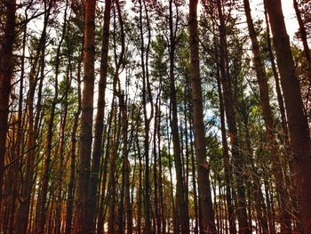 Low angle view of trees in forest