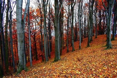 Trees in forest during autumn