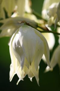 Close-up of white flowers