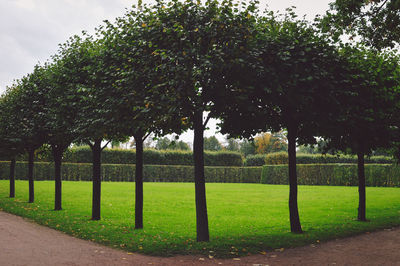 Row of trees in park during sunny day