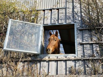 Close-up of horse looking out a window 