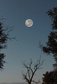 Low angle view of silhouette tree against sky at night