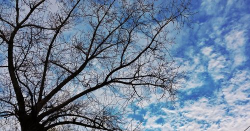 Low angle view of tree against cloudy sky