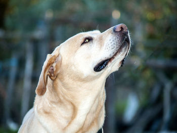 Close-up of dog