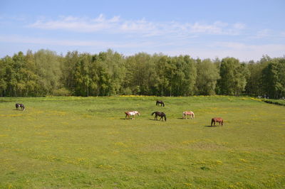 Cows grazing on field against sky