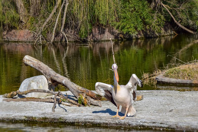 View of swan on lake