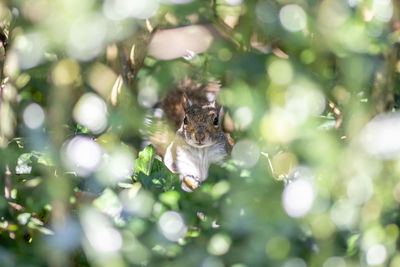 Photo of a squirrel peeking through the foliage while watching the life goes by