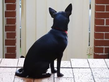 Close-up of black dog sitting outdoors