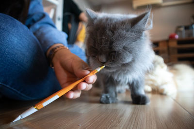 Midsection of a cat with hand on the table