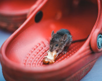 Mouse in a red shoe eating a nut