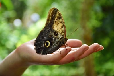 Close-up of butterfly on hand