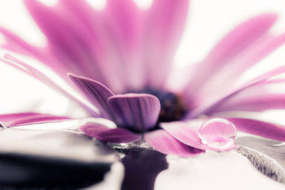 Close-up of pink flower