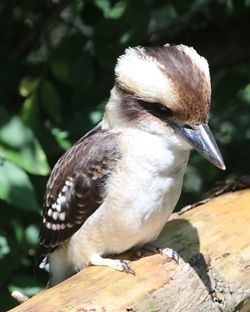 Close-up of bird perching outdoors