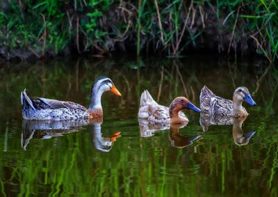 Ducks swimming in lake