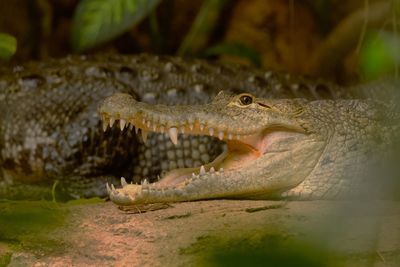 Crocodile at tiergarten schönbrunn