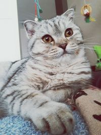 Close-up portrait of cat at home