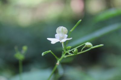 Close-up of white flowers