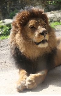 Close-up of lion sitting outdoors