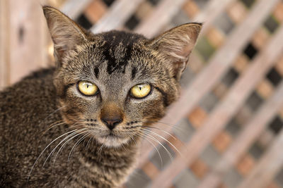 Close-up portrait of a cat