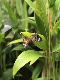 Close-up of butterfly on leaf