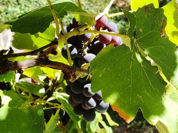 Close-up of berries growing on tree