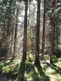 Low angle view of trees in forest