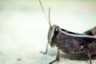 Close-up of insect