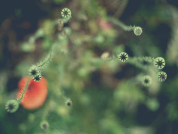 Close-up of insect on plant