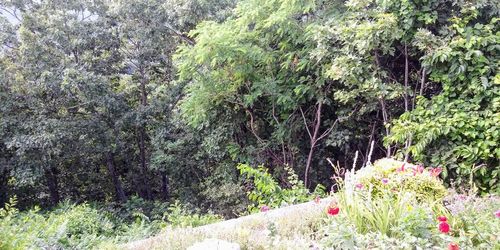 Scenic view of flowering plants and trees in forest