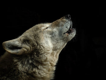 Close-up of lion against black background