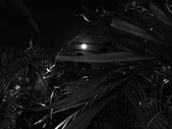 Illuminated plants at night