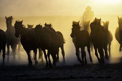 Panoramic view of horses on field during sunset