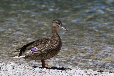 Bird on a rock