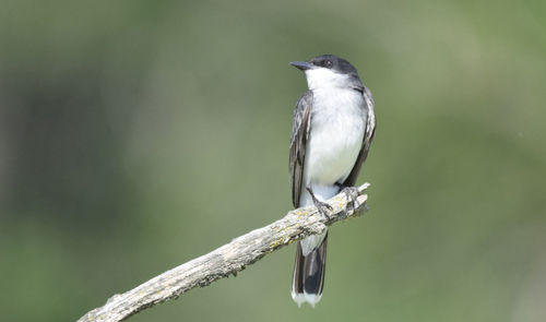 Close-up of kingbird perching on branch