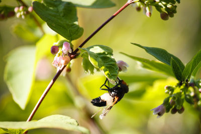 Close-up of bee pollinating flower