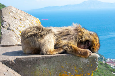 Lion relaxing on rock